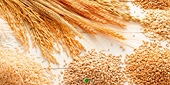 Agriculture experts seek check on cheap imports, market reforms 