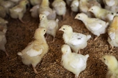 India challenges WTO panel's ruling in US poultry case