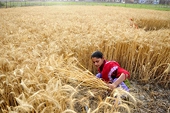 India's wheat subsidies illegal under WTO pledge