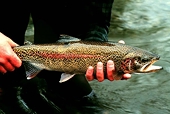 EU hits Turkey with 5-year duties on trout to counter subsidies