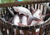 VN: Pangasius exports found hard to rebound 