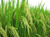 Viet Nam secures deal to export rice to Philippines