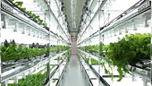 VN eyes agricultural support from Japan