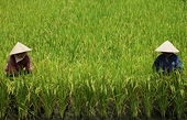 Vietnamese rice exporters face ‘delisting' challenge