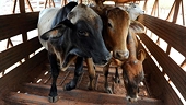 Vietnam: Imports a threat to local cattle industry