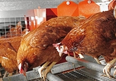 China files request to WTO over EU poultry meattarrif quota dispute