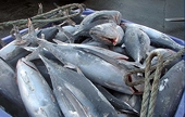U.S. appeals part of WTO ruling on dolphin-safe canned tuna labels