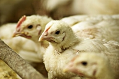 South Africa opens doors to U.S. chicken imports