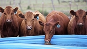 U.S. meat labelling law could be repealed after WTO ruling