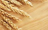 India: Government likely to impose 10% import duty on Wheat