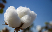 China cotton imports drop by over a quarter in June -industry body