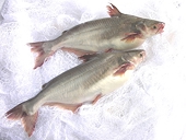 Vietnam’s basa fish becomes well-known thanks to lawsuits