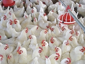 Poultry farmers request anti-dumping investigation of US chicken