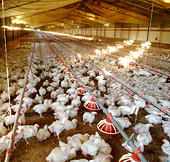Chicken war with US – prelude to new era of free trade