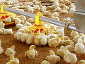 China to extend duties on U.S. chicken imports