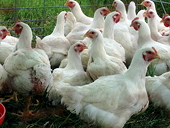 U.S. warns of fallout over S. Africa chicken trade impasse