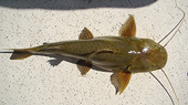 Siluriformes - The U.S investigates anti-dumping measures
