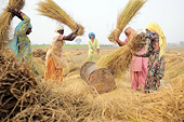 WTO Members clinch agriculture export competition deal, weigh next steps for negotiating future