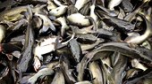 2015: Vietnam’s catfish faces US trade barriers