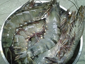 VN: Shrimp export to US expected to thrive