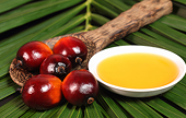 French assembly adopts softer tax on palm oil used in food