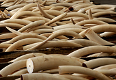 China expands ban on ivory imports