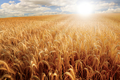China subsidies costing U.S. wheat farmers $653m
