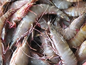 India: US hikes anti-dumping duty on Indian shrimps, exports may fall