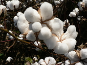 Turkey slaps dumping duties on U.S. cotton imports