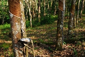 China to launch anti-dumping review on imported rubber