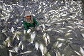 VN tuna exports decline 5.5% year-on-year in Q1