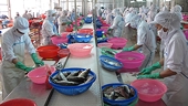Fish deaths did not impact exports: VASEP