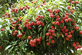 Australia OK’s lychee irradiation centre