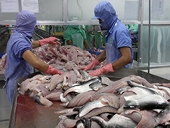 VN: Catfish exports to U.S. face higher anti-dumping duty