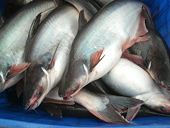 VN: Jan-May tra fish exports up