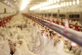 U.S. Seeks Retaliation Vs. India In WTO Fight Over Avian Flu-Based Ag Restrictions