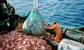Issue of fisheries subsidies in WTO