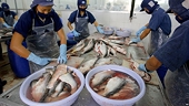 MARD stops licensing seafood shipments to EU