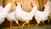 China continues anti-subsidy duties on U.S. chicken