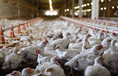 Saudi Arabia lifts ban on importing chicken from U.S.