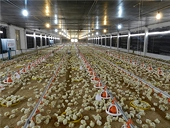 Vietnam agriculture faces stiff competition from imports