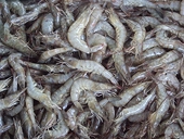 Challenge to US on shrimp antidumping duty