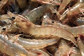 Higher US duties on VN shrimp