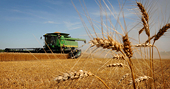Struggling U.S. wheat sector cheers trade action against China