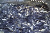 The EU proposes to curb subsidies causing overfishing in WTO countries
