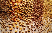 US Grains Council working to end Vietnam suspension of distillers' grain imports