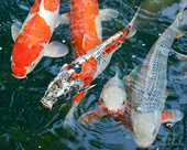 China lifts 13-year import ban on Japanese carp