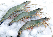 Australia: Federal agriculture department suspends prawn imports