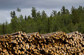 US Continues Probe Into Canadian Lumber Imports