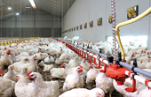 EU sees no economic, legal basis for South African chicken duty